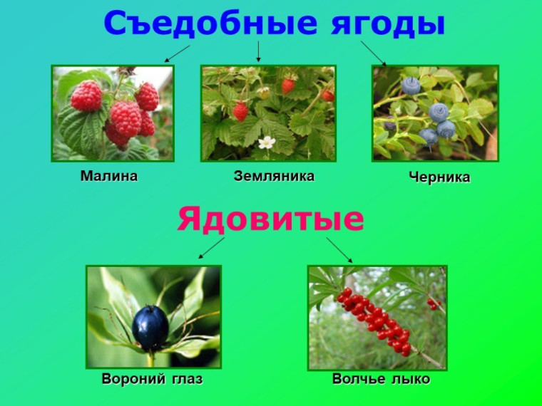 Лекарственные и ядовитые растения.